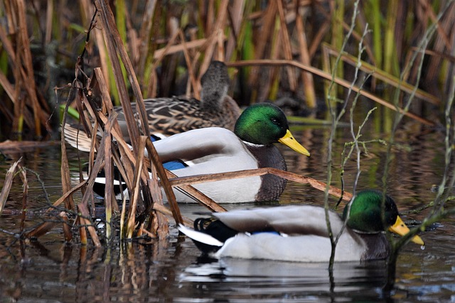 10 smarte tricks til at knække selv de sværeste krydsord